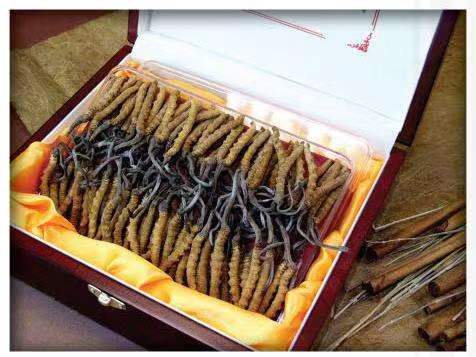 康乐冬虫夏草回收